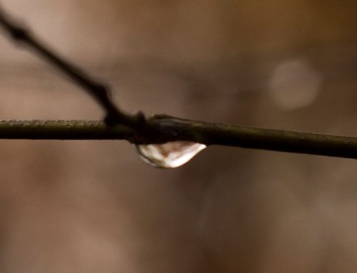 The Fifth Emergency: From Naming to Action